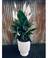 8 inch Peace Lily In White Ceramic Pot 