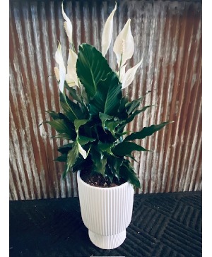 8 inch Peace Lily In White Ceramic Pot 