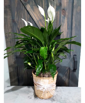 8 inch Peace Lily Spathiphyllum in Woven Pot