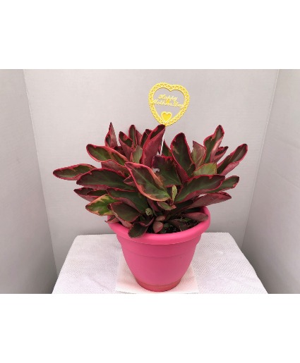 Mother's Day Special 8 inch Peperomia