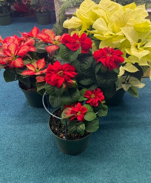 8 inch poinsettas 