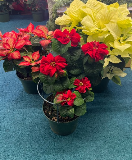 8 inch poinsettas 