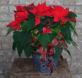 8 INCH RED POINSETTIA Indoor Blooming Plant