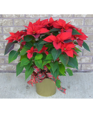 8 INCH POINSETTIA Indoor Blooming Plant
