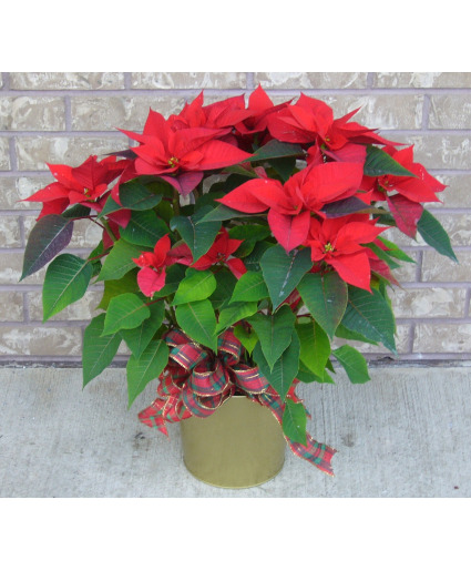 8 INCH POINSETTIA Indoor Blooming Plant