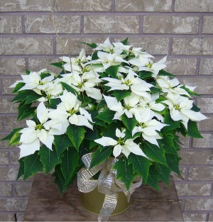 LARGE  WHITE POINSETTIA  PLANTER Indoor Blooming Plant