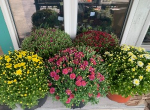 8" Mum 