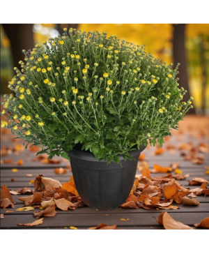8" Mum Plant