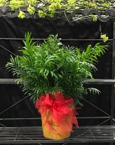 8" Palm Plant