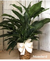 8" Peace Lily 