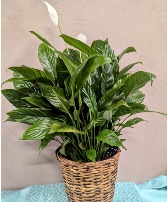 8" Peace Lily in a Basket  Spathiphyllum 