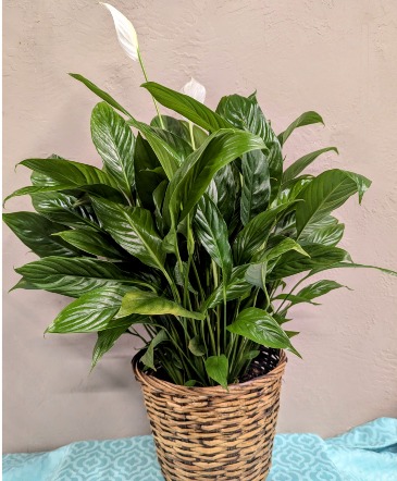 6" & 8"Peace Lily in a Basket  Spathiphyllum  in Bend, OR | AUTRY'S 4 SEASONS FLORIST