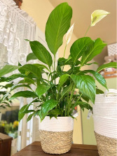 8" Peace Lily in a Designers Basket 