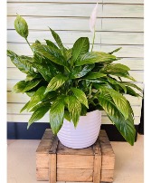 8" Peace Lily in White Pot House Plant