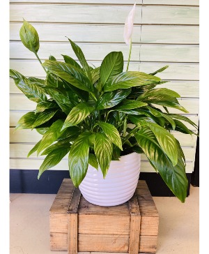 8" Peace Lily in White Pot House Plant