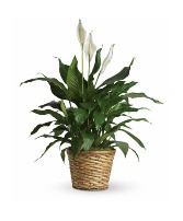  PEACE LILY PEACE LILY