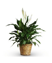 8" Peace Lily Plant