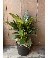 8" Peace Lily Plant 