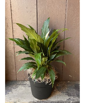 8" Peace Lily Plant 