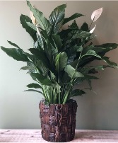 SPA8B 8" Peace Lily in Waldorf, Maryland | Country Florist