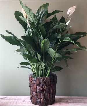 10" Peace Lily  