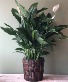Purchase this funeral home arrangement