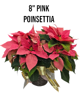 8" Pink Poinsettia 