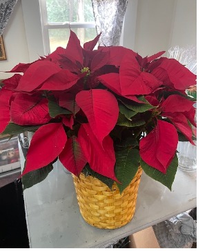 8" poinsettia in basket blooming plant