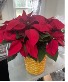 8" poinsettia in basket blooming plant