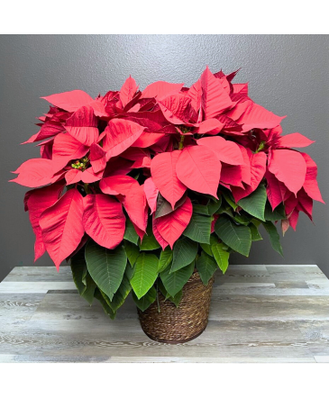 8" Poinsettia Plant in Henderson, NV | FLOWERS OF THE FIELD 8" Poinsettia Plant in Henderson, NV | FLOWERS OF THE FIELD