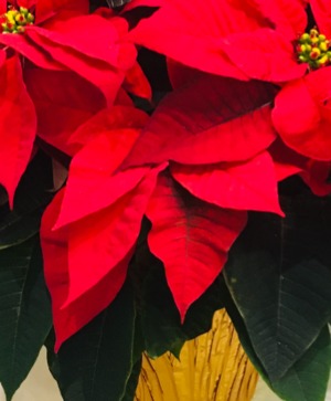  Pointsetta Red SMALL 6.5 OR LARGE 10 inch  standard is 6.5" OR large 10 inch 