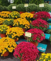 8" Potted Mums (multiple) 