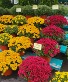 8" Potted Mums (multiple) 