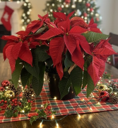 8" Radiant Poinsettia  Blooming Plant