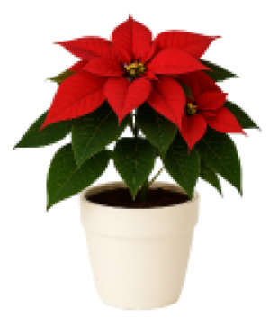 8" Radiant Poinsettia  Blooming Plant