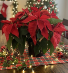 8" Radiant Poinsettia  Blooming Plant