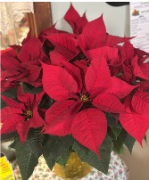 8" Red or White Poinsettia  