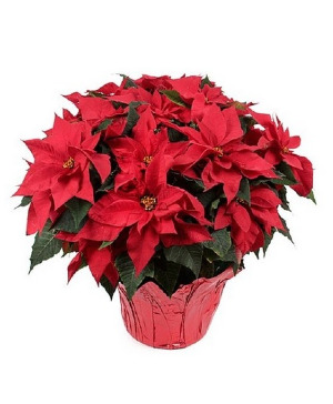 10" Red Poinsettia Plant