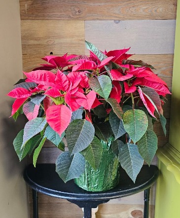 8" Red Poinsettia Plant in Osceola, WI | The Wild Violette