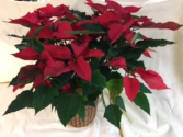 8" Red Poinsettia Poinsettia in a basket or with foil