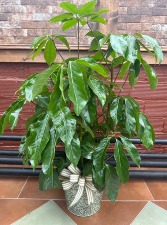 8" Schefflera Amate Plant