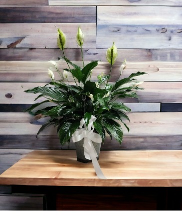 Spath in Galvanized Planter  in Culpeper, VA | ENDLESS CREATIONS FLOWERS AND GIFTS