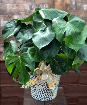 8" Split Leaf Philodendron 