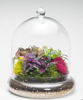 8" Tall Cloche Terrarium indoor plant