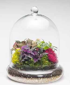 8" Tall Cloche Terrarium indoor plant