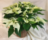 8" White Poinsettia Poinsettia in a basket or with foil