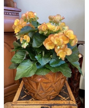 8" Yellow Begonia in Pot Blooming Plant