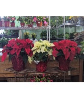 8inch poinsettia with foil poinsettia plant