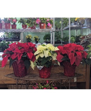 8inch poinsettia with foil poinsettia plant