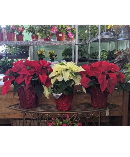 8inch poinsettia with foil poinsettia plant